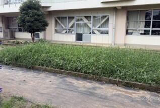 花壇：作業前